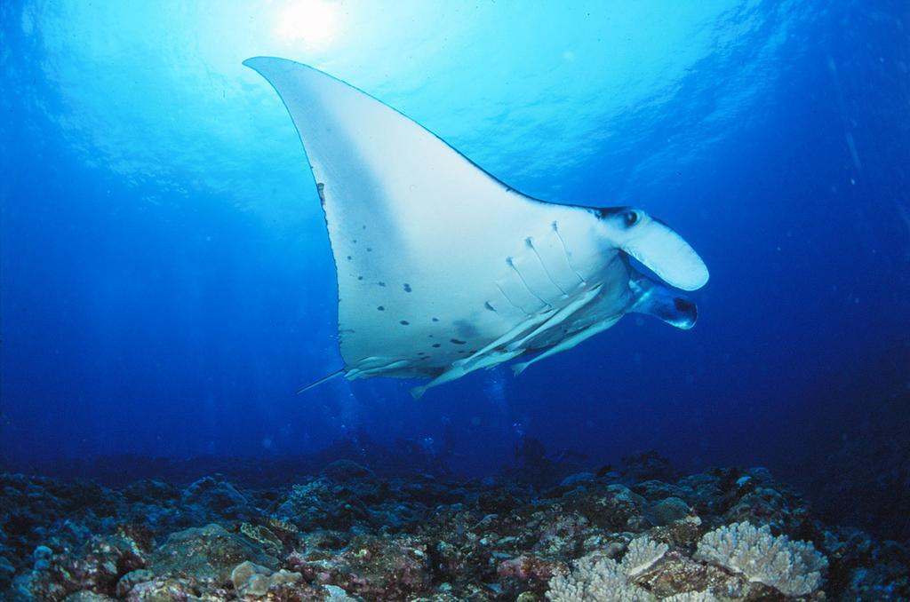 เพนชั่น นิว ฮามะโนะโซะ Hotel Ishigaki  ภายนอก รูปภาพ